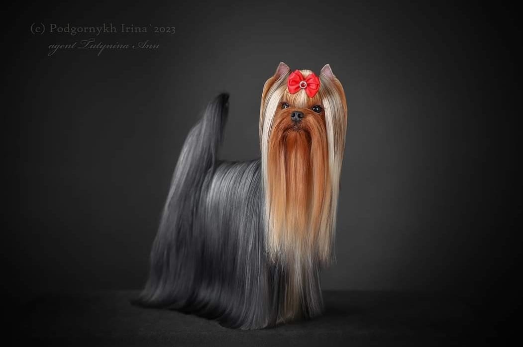 Wellary WELARY SUMMER LOVE &mdash; Labaza DogPedigree YorkshireTerrier